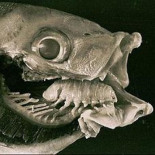 Los siete «ocupantes de cuerpos» más espantosos