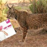 Un estudio de la FAES demuestra que los linces ibéricos se extinguen porque cada vez son más maricones