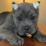 La operación de rabo y orejas en perros, una mutilación prohibida