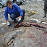 Un cachalote ahogado en plásticos