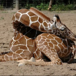 Así es como duermen las jirafas