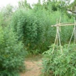 PP, PSOE y UPyD rechazan despenalizar el cultivo, distribución y consumo de cannabis