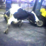 EEUU: La industria de la carne busca prohibir videos de maltrato animal