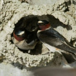 El peligro de ser atropelladas impulsa la evolución de un tipo de golondrinas