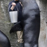 28 animales que están tratando de ser tu amigo si se lo permites [ENG]