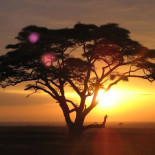 La Gran Migración de los ciberñús anaranjados de Menéame