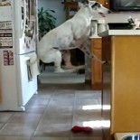 Perro galgo italiano