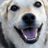 ¿Sonríen los perros?