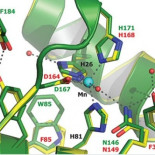El único ser vivo conocido que no necesita hierro