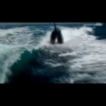 Impresionante vídeo de un grupo de orcas persiguiendo a una lancha de turistas en México