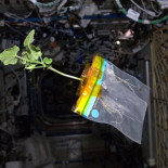 ¿Te comerías un tomate cultivado en el espacio? Lo que sabemos sobre las plantas espaciales