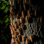 Tras 17 años bajo tierra, las chicharras invaden el este de EEUU