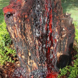 Los árboles que sangran [+Vídeo]