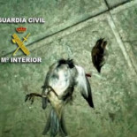 Detenidos por decapitar y descuartizar animales y colgar las fotos en la red social