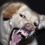 ¿Cómo frenar el ataque de un perro? Instrucciones básicas para niños y adultos