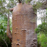 15 árboles vivos que son famosos (ENG)