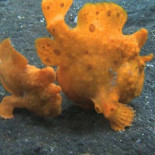 La milla cuadrada más extraña del océano