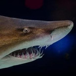 El caníbal intrauterino: el tiburón «asesino» antes de nacer