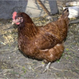 La gallina y otros monstruos