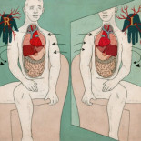 Situs inversus: cuando los órganos están al revés