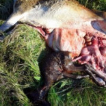 Así es la política cinegética de Cospedal: matanza de ciervas preñadas en el Alto Tajo