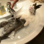 Conejo se da una ducha