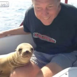 Un cachorro de leon marino sube a un yate y echa una siesta en la pierna del dueño