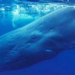 ¿Cómo aguantan las ballenas y focas tanto tiempo bajo el agua?