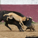 Escándalo en Portugal por imágenes publicadas por el torero João Moura