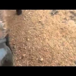 Zorrito atascado en un tarro de vidrio vence el miedo y busca ayuda entre los humanos