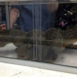 El “rey de las ardillas”: el extraño entrecruzamiento de las colas de algunos roedores