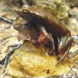 Macho copula con una rana muerta y consigue tener descendencia