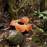 10 paisajes donde crecen plantas “estilo alien”