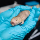 El único animal inmune al cáncer revela su secreto