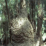 Descubren en Florida un gigantesco nido de avispas de 2,5 metros de ancho