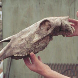 El ADN de un caballo de 7000 siglos bate el récord de supervivencia