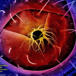 El culo de una hormiga