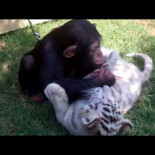 Cachorros de chimpancé, tigre y lobo jugando