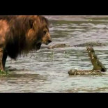 Un león intimida a un cocodrilo