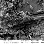 Científicos descubren colonias de bacterias que prosperan en las islas de plástico del océano [en]