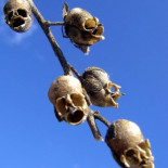 El cráneo del dragón: La apariencia macabra de las semillas de la Boca de Dragón