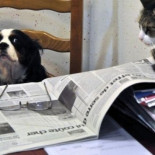 ¿Es inteligente mi perro?