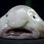 Nace la Sociedad para la Conservación de los Animales Feos: “Los pandas reciben demasiada atención”