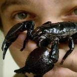 ¿Por qué los escorpiones «se suicidan» cuando se ven acorralados por el fuego?