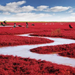 La increible playa roja de Panjin, en China