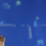 Esteban González Pons tiene una frase para usted