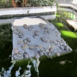 La estación de tren de Atocha, el asilo de las tortugas abandonadas