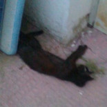 Denuncian la muerte por envenenamiento de 30 gatos en Salou (Tarragona)