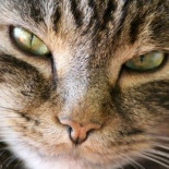 Descubierta la causa de la alergia a los gatos [ENG]