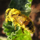 Muerte masiva de abejas: nuevas evidencias sobre pesticidas complican el panorama